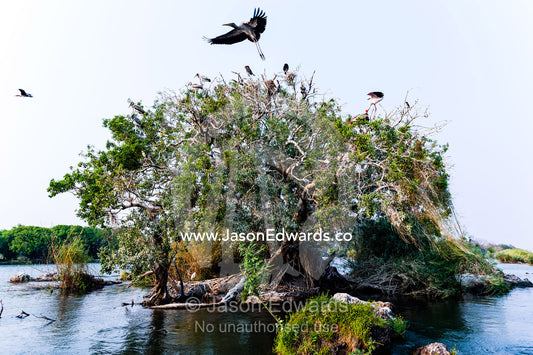 A Yellow-billed Stork chick tests it's wings in flight in a rookery. Chobe River, Chobe National Park, Botswana.