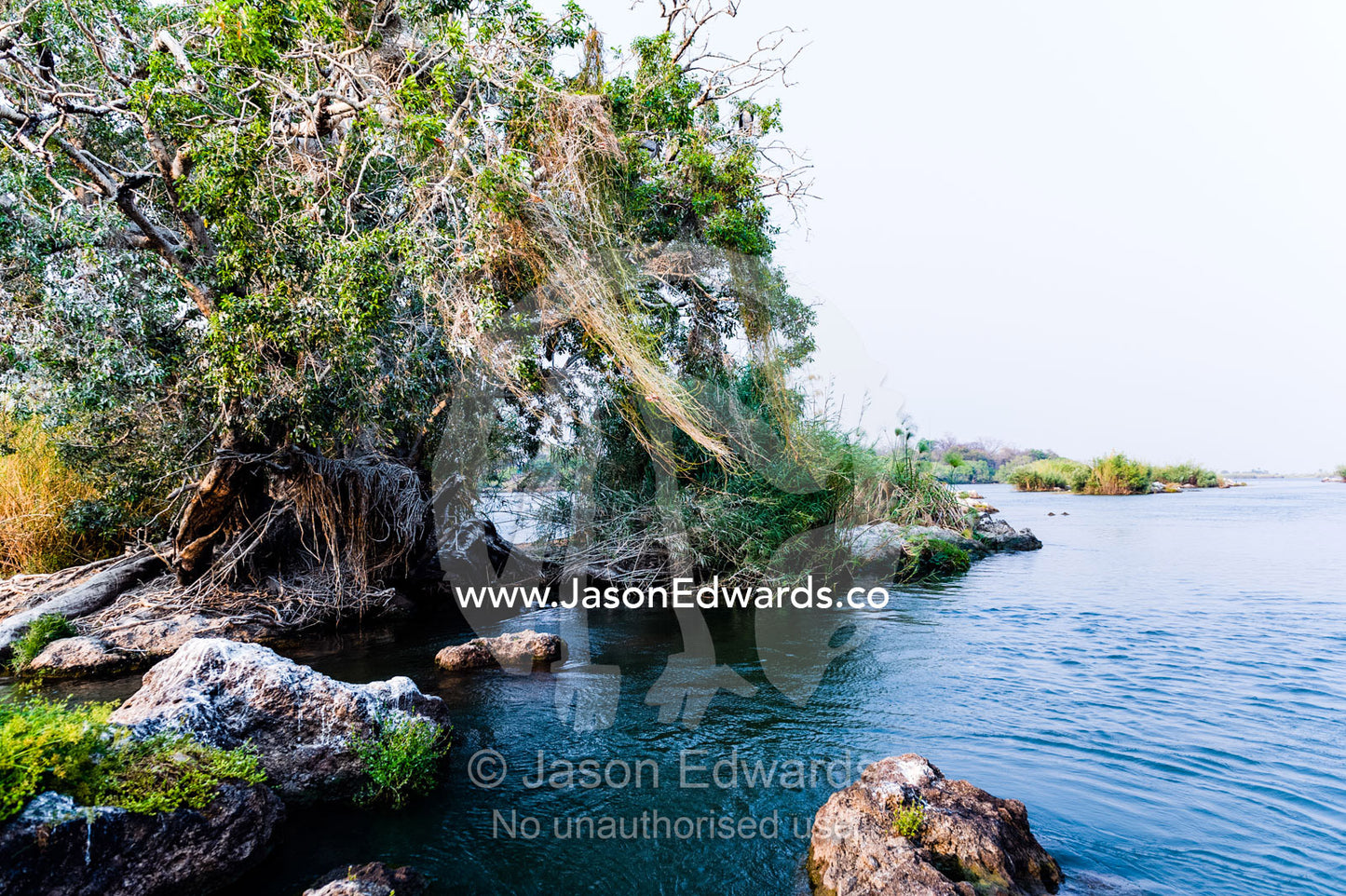 A rocky island in the middle of a river becomes a bird nesting colony. Chobe River, Chobe National Park, Botswana.