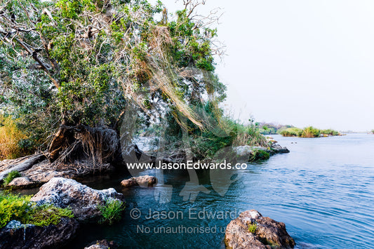 A rocky island in the middle of a river becomes a bird nesting colony. Chobe River, Chobe National Park, Botswana.
