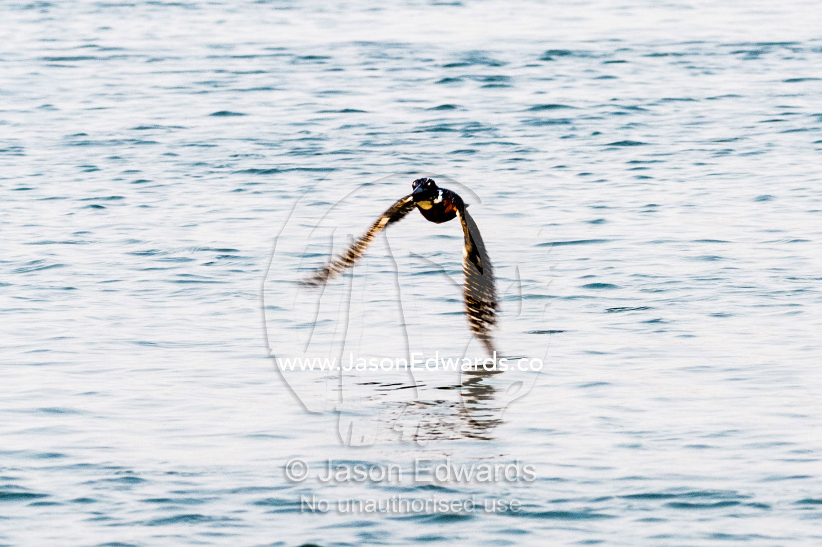 A Giant Kingfisher flying low over the surface of a river. Chobe River, Chobe National Park, Botswana.