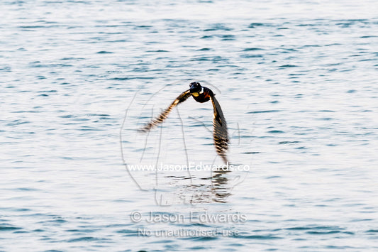 A Giant Kingfisher flying low over the surface of a river. Chobe River, Chobe National Park, Botswana.