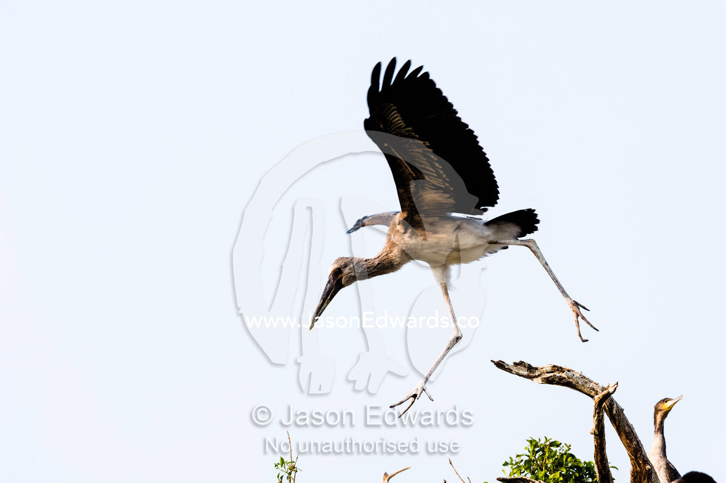 A Yellow-billed Stork chick tests it's wings in flight in a rookery. Chobe River, Chobe National Park, Botswana.