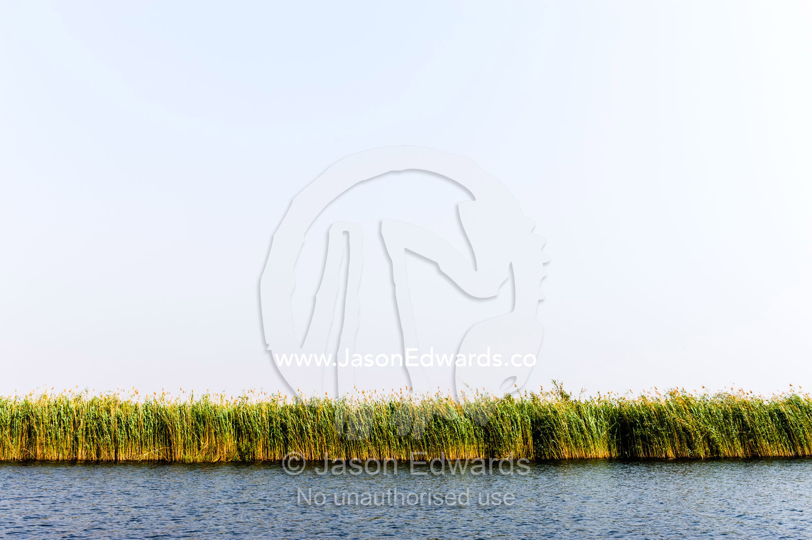 A wall of reeds line the shore of a wetland in a vast river delta. Chobe River, Chobe National Park, Botswana.