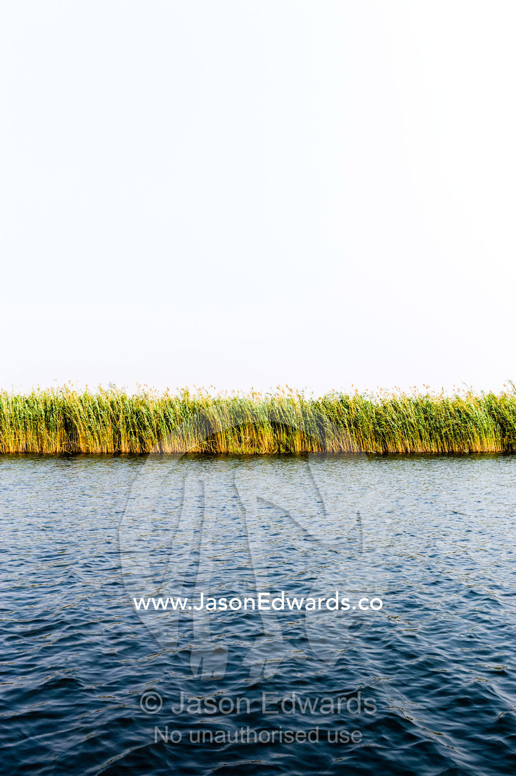 A wall of reeds line the shore of a wetland in a vast river delta. Chobe River, Chobe National Park, Botswana.