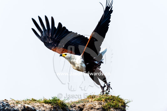 An African Fish Eagle spreads its wings as it launches into flight. Chobe River, Chobe National Park, Botswana.
