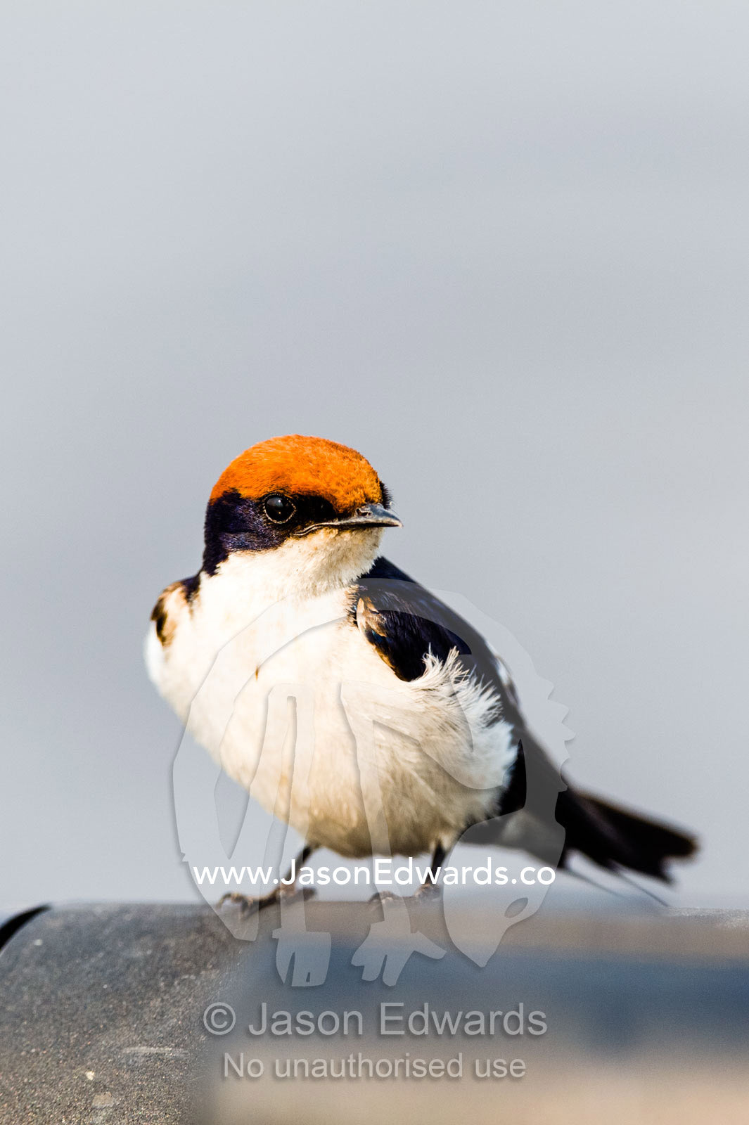 Bright orange head feathers on a Wiretailed Swallow resting on the steel rail of a river boat. Chobe River, Chobe National Park, Botswana.