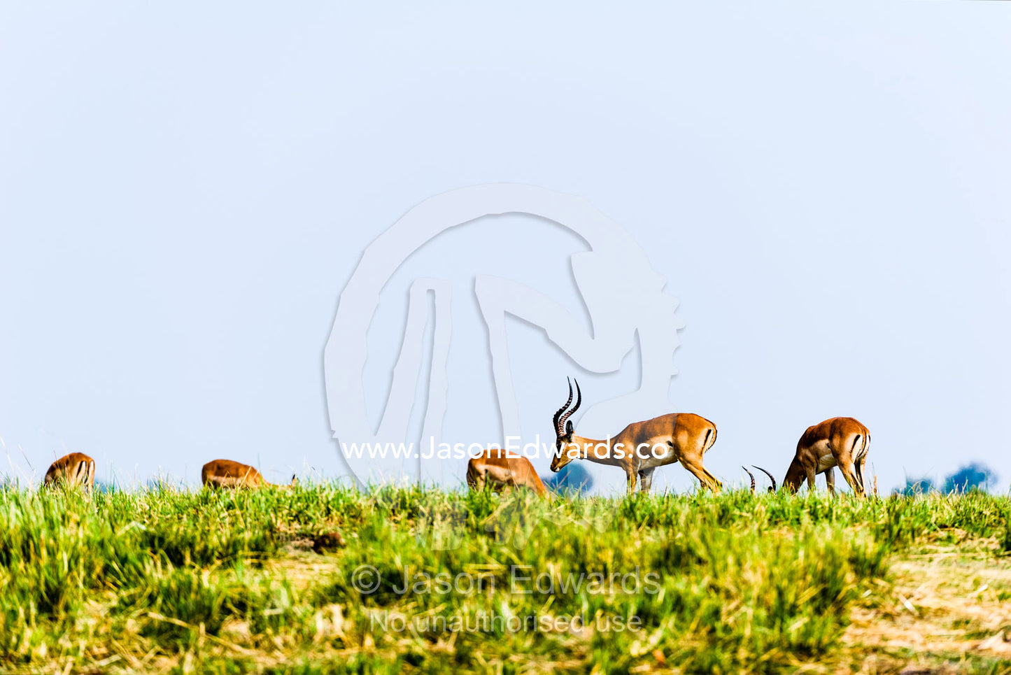 A herd of Impala grazing on an island in a wetland river delta. Chobe River, Chobe National Park, Botswana.