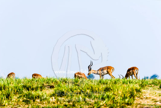 A herd of Impala grazing on an island in a wetland river delta. Chobe River, Chobe National Park, Botswana.