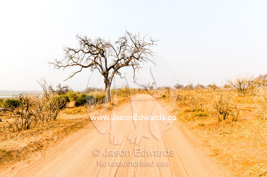 A sand track through parched bushveld at the height of the dry season. Chobe River, Chobe National Park, Botswana.