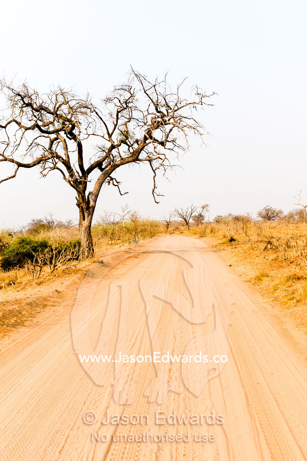 A sand track through parched bushveld at the height of the dry season. Chobe River, Chobe National Park, Botswana.