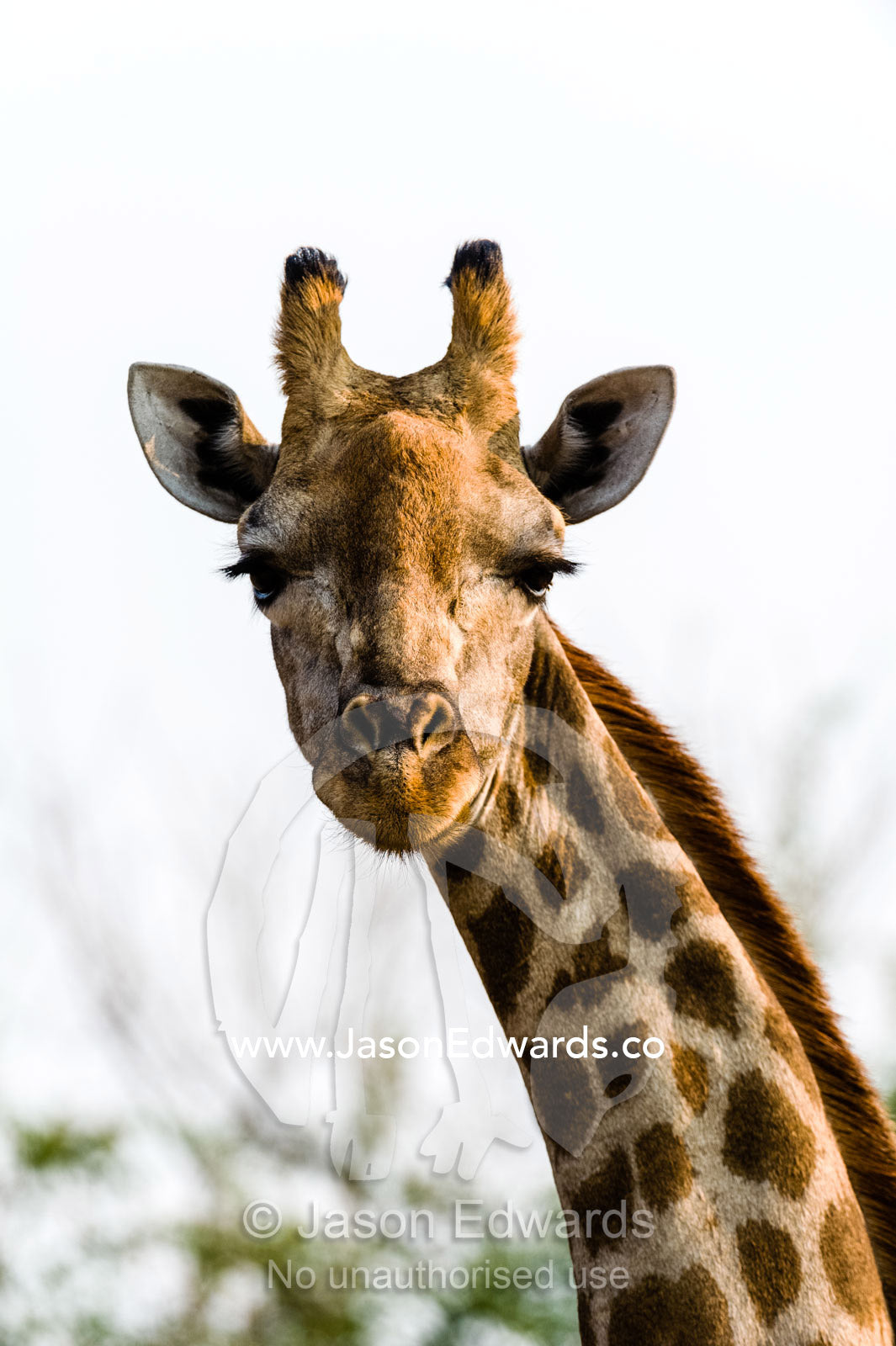 Portrait of a Southern Reticulated Giraffe head with the tufted horns and prehensile lips. Chobe River, Chobe National Park, Botswana.