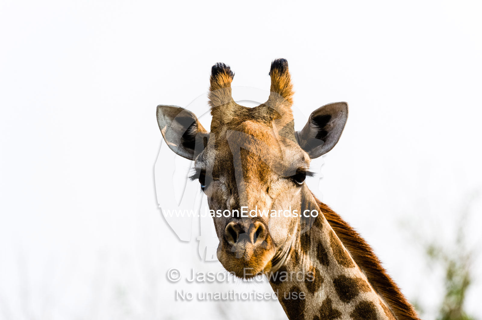 Portrait of a Southern Reticulated Giraffe head with the tufted horns and prehensile lips. Chobe River, Chobe National Park, Botswana.