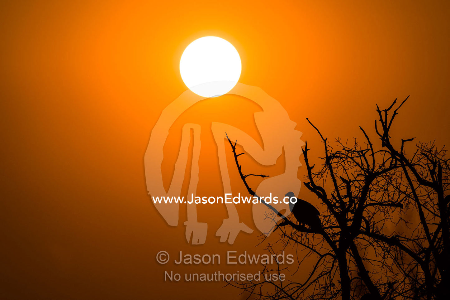 A White-backed Vulture silhouette roosting in a dead tree at sunset. Chobe River, Chobe National Park, Botswana.