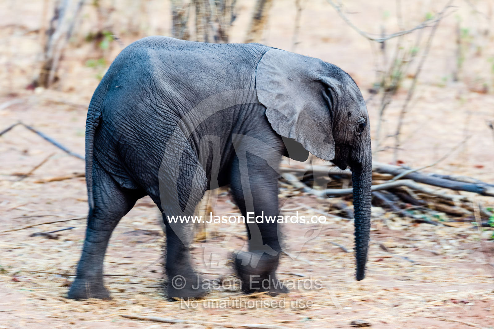 An African Elephant calf running through the dusty dry season veld. Chobe River, Chobe National Park, Botswana.