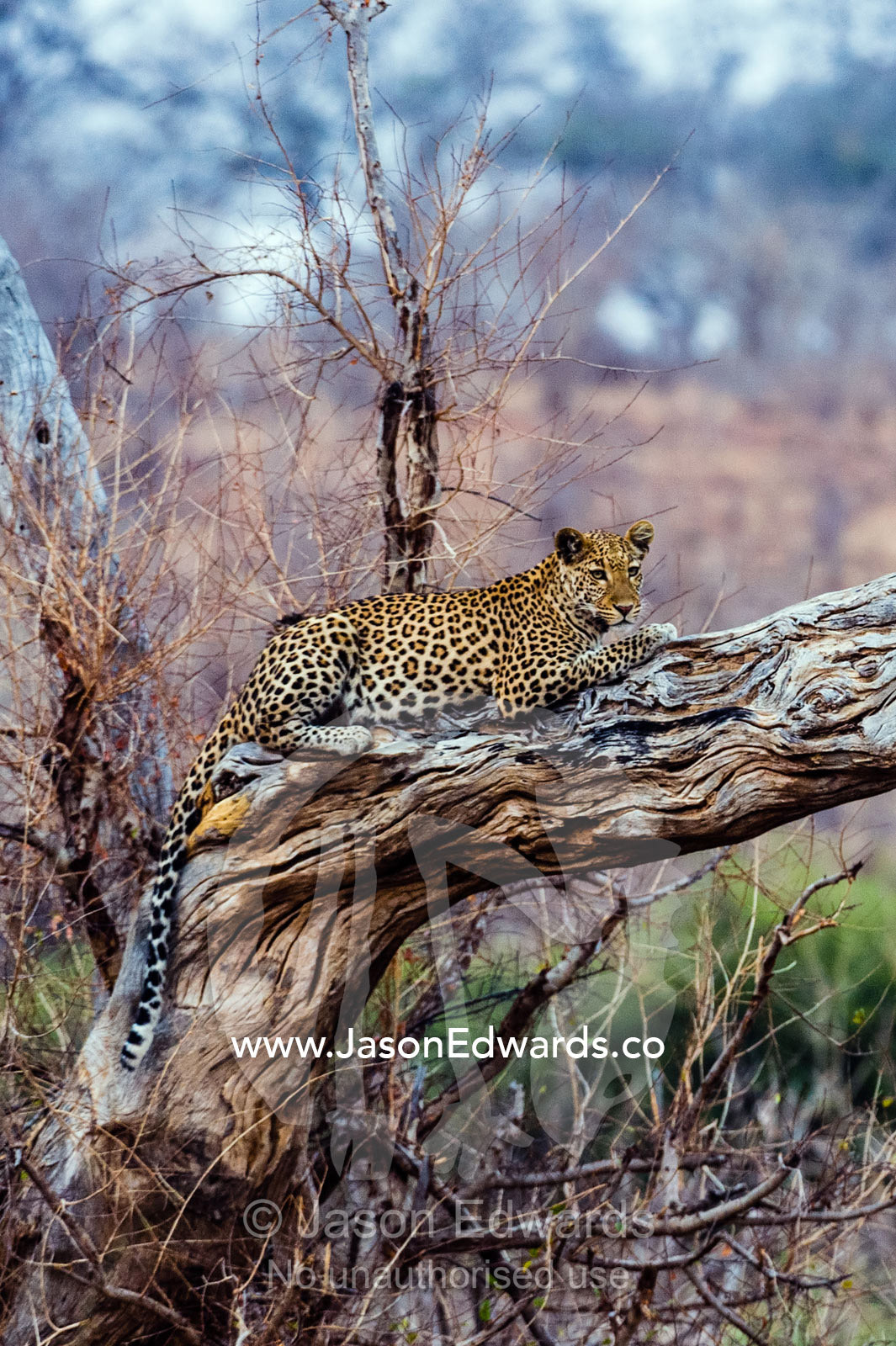 A Leopard resting on a dead tree stag as the heat of the day wanes. Chobe River, Chobe National Park, Botswana.