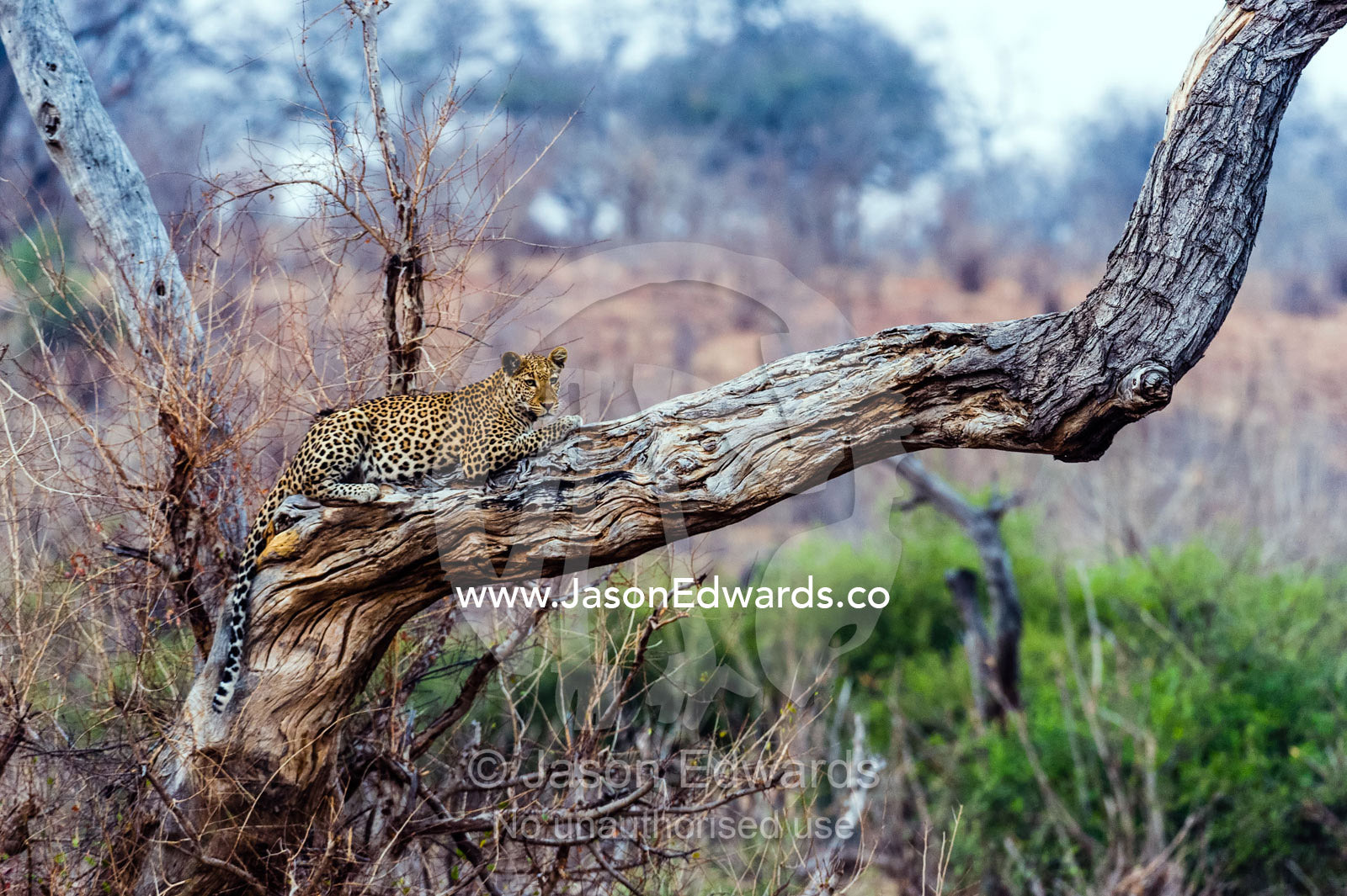 A Leopard resting on a dead tree stag as the heat of the day wanes. Chobe River, Chobe National Park, Botswana.