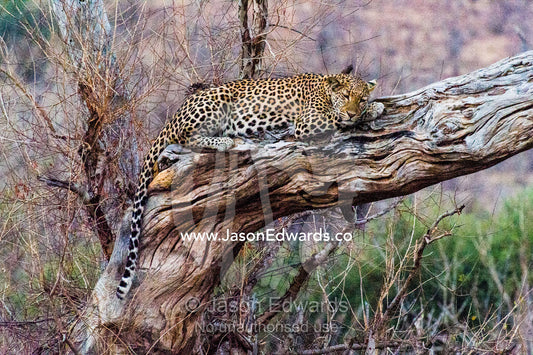 A Leopard sleeping on a dead tree stag as the heat of the day wanes. Chobe River, Chobe National Park, Botswana.