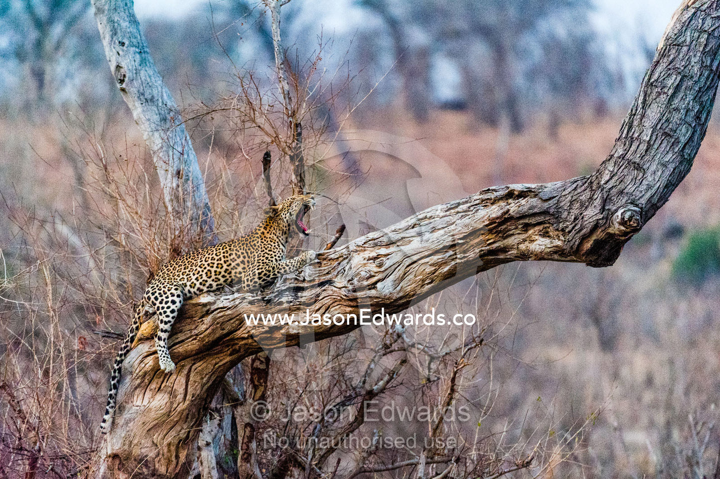 A Leopard yawning on a dead tree stag as the heat of the day wanes. Chobe River, Chobe National Park, Botswana.