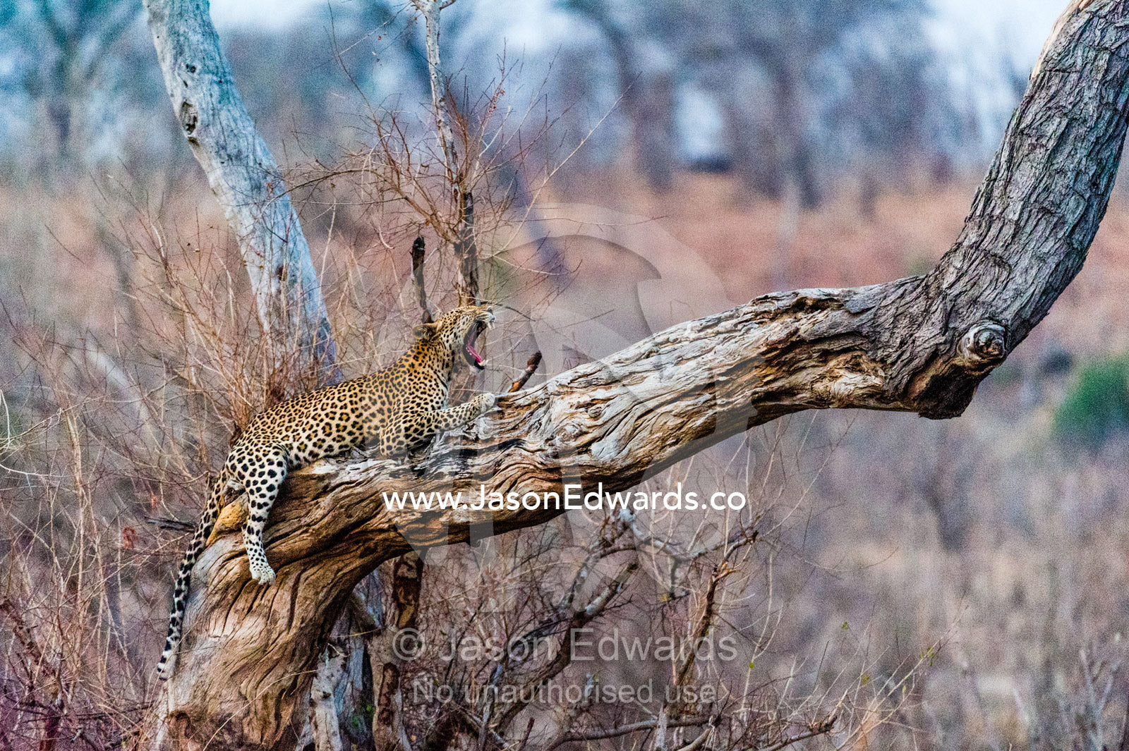 A Leopard yawning on a dead tree stag as the heat of the day wanes. Chobe River, Chobe National Park, Botswana.