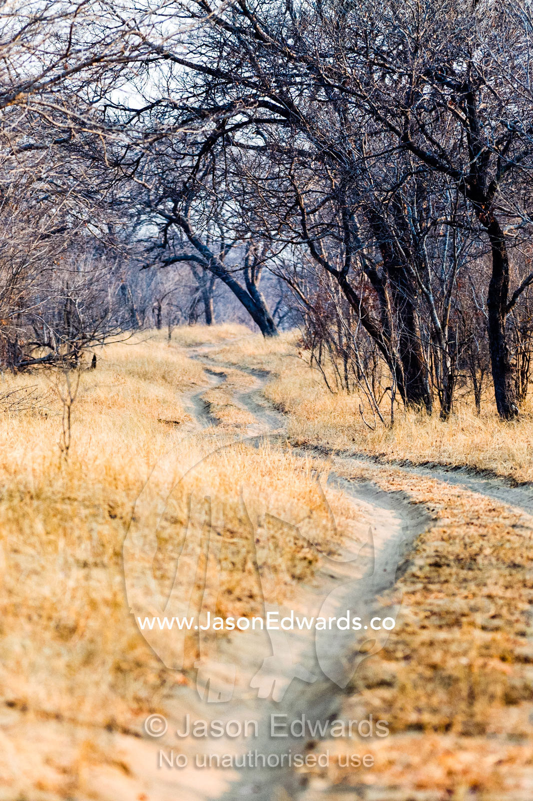 A sand track winds into a parched bushveld forest in the dry season. Chobe River, Chobe National Park, Botswana.