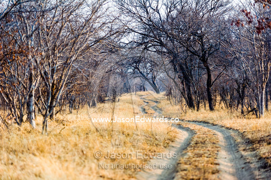 A sand track winds into a parched bushveld forest in the dry season. Chobe River, Chobe National Park, Botswana.