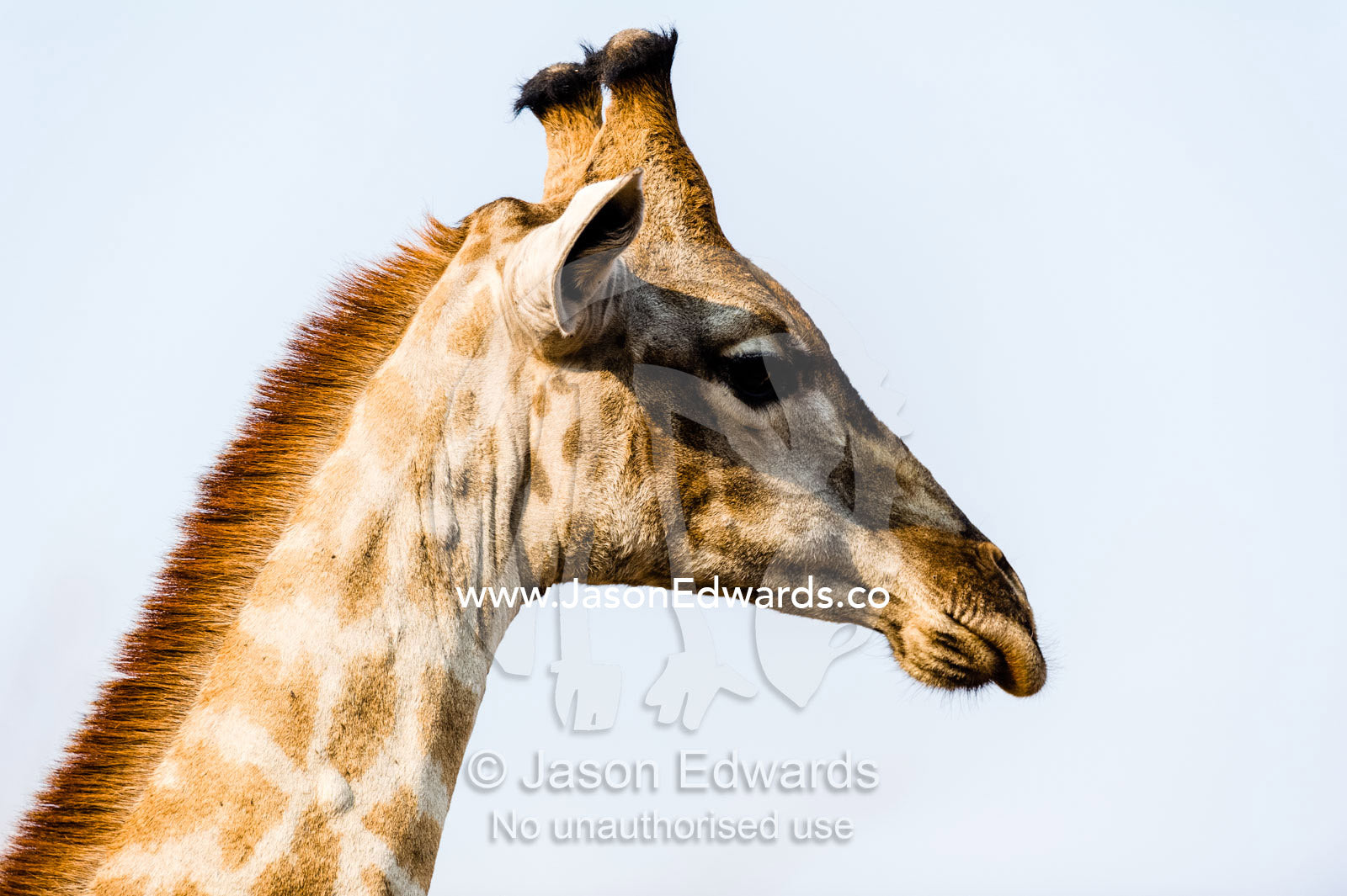Portrait of a Southern Reticulated Giraffe head with the tufted horns and prehensile lips. Chobe River, Chobe National Park, Botswana.