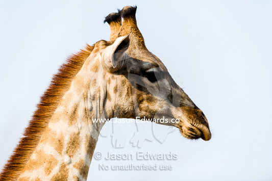 Portrait of a Southern Reticulated Giraffe head with the tufted horns and prehensile lips. Chobe River, Chobe National Park, Botswana.