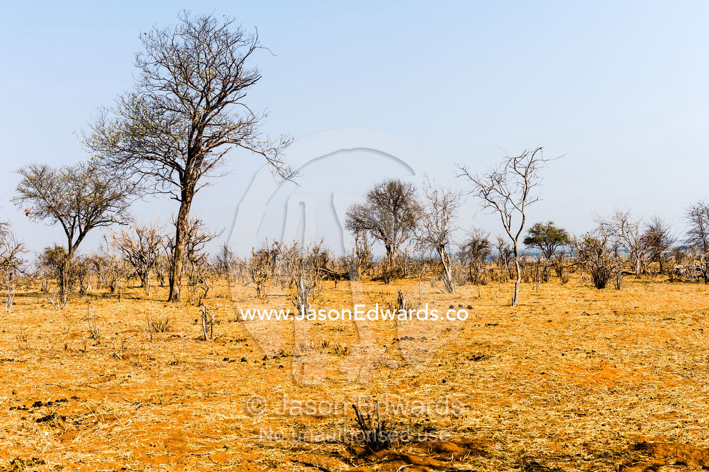 A parched and scorched bushveld forest at the peak of the dry season. Chobe River, Chobe National Park, Botswana.