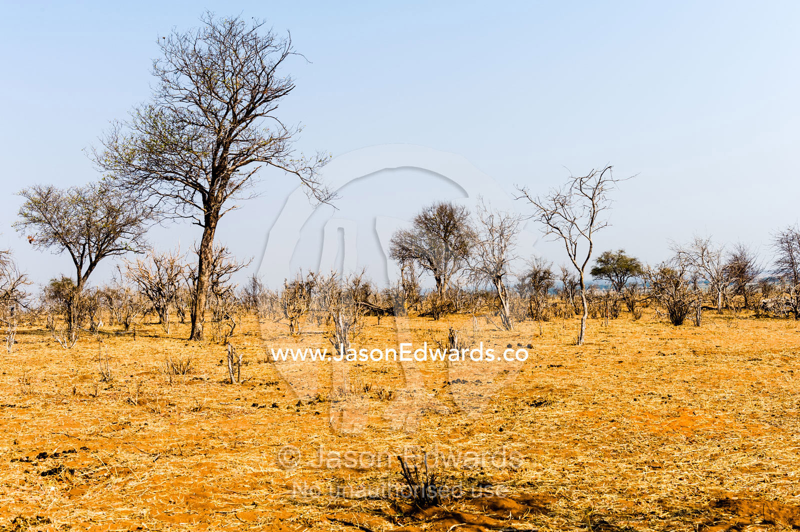A parched and scorched bushveld forest at the peak of the dry season. Chobe River, Chobe National Park, Botswana.