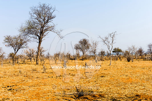A parched and scorched bushveld forest at the peak of the dry season. Chobe River, Chobe National Park, Botswana.