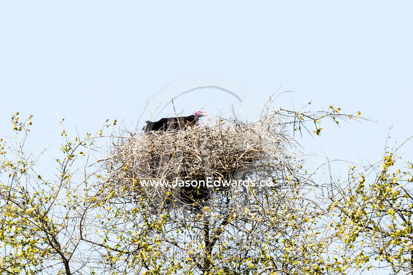 A Vulnerable Lappet-faced Vulture sitting on a twig nest with a chick. Chobe River, Chobe National Park, Botswana.