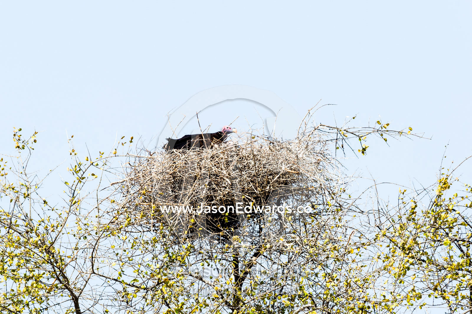 A Vulnerable Lappet-faced Vulture sitting on a twig nest with a chick. Chobe River, Chobe National Park, Botswana.
