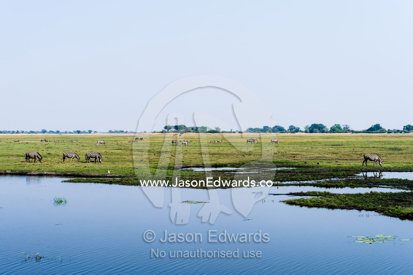 Zebras grazing next to a dwindling waterhole on a vast floodplain. Chobe River, Chobe National Park, Botswana.