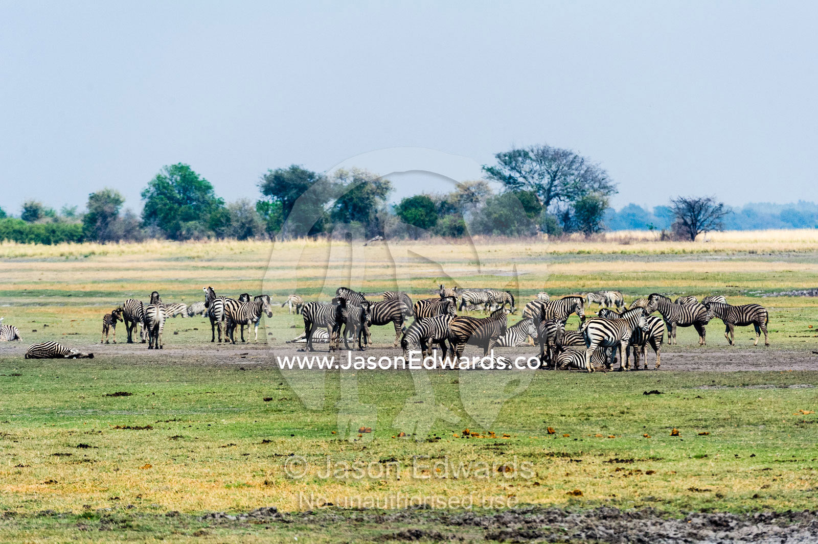 A herd of Zebra grazing and dust bathing on a vast dry floodplain. Chobe River, Chobe National Park, Botswana.