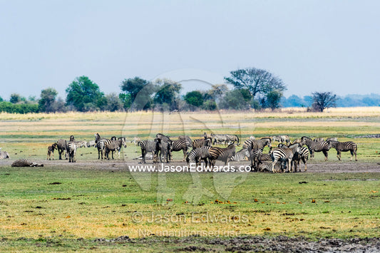 A herd of Zebra grazing and dust bathing on a vast dry floodplain. Chobe River, Chobe National Park, Botswana.