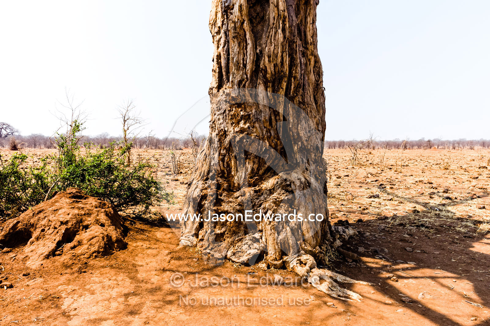 Chewed, gouged and rubbed damage to a tree trunk from grazing animals. Chobe River, Chobe National Park, Botswana.