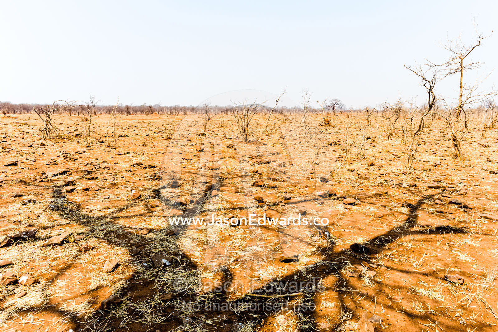 Tree shadows on a parched plain denuded by herbivore grazing animals. Chobe River, Chobe National Park, Botswana.