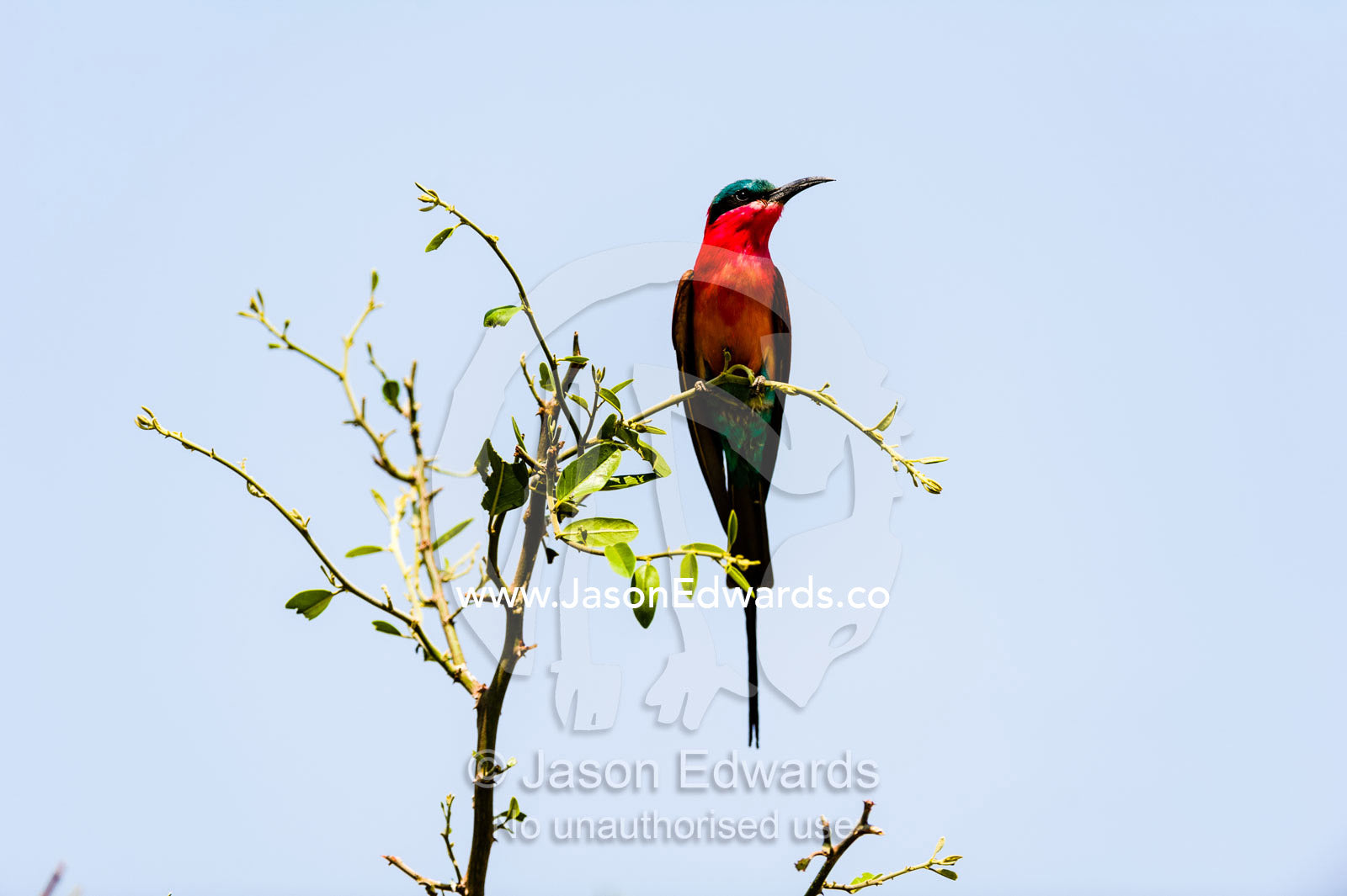 The bright red carmine breast plumage of a Southern Carmine Bee-eater. Chobe River, Chobe National Park, Botswana.