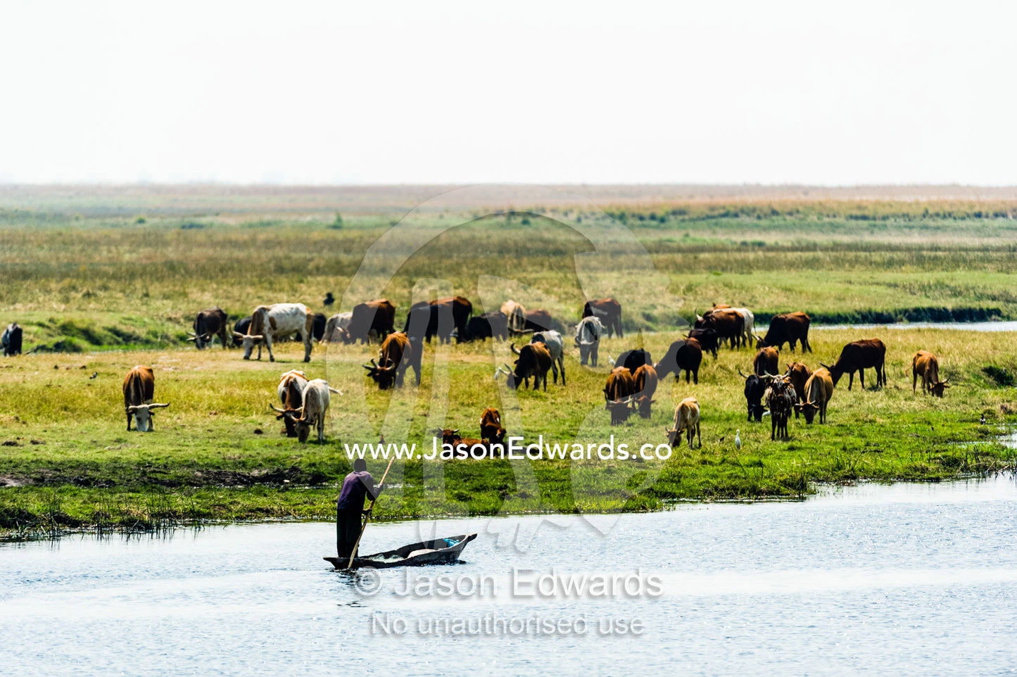 Farmers illegally grazing domestic cattle in a national park wetland. Chobe River, Chobe National Park, Botswana.