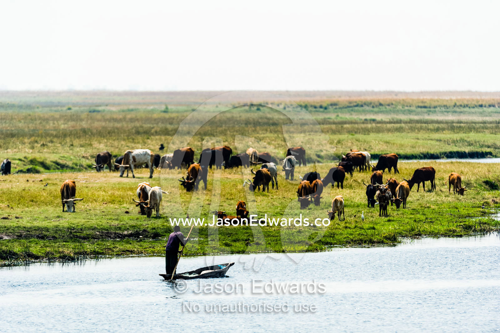 Farmers illegally grazing domestic cattle in a national park wetland. Chobe River, Chobe National Park, Botswana.