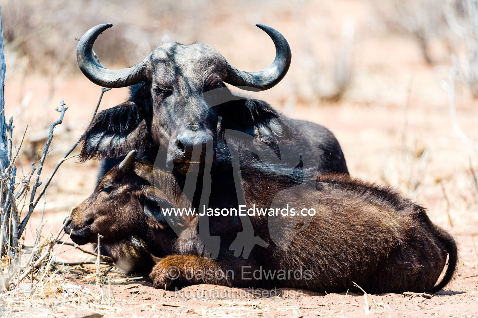 A mother Cape Buffalo protects her young calf by keeping it close. Chobe River, Chobe National Park, Botswana.