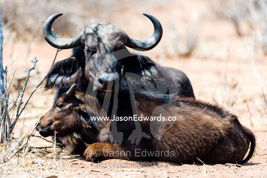A mother Cape Buffalo protects her young calf by keeping it close. Chobe River, Chobe National Park, Botswana.