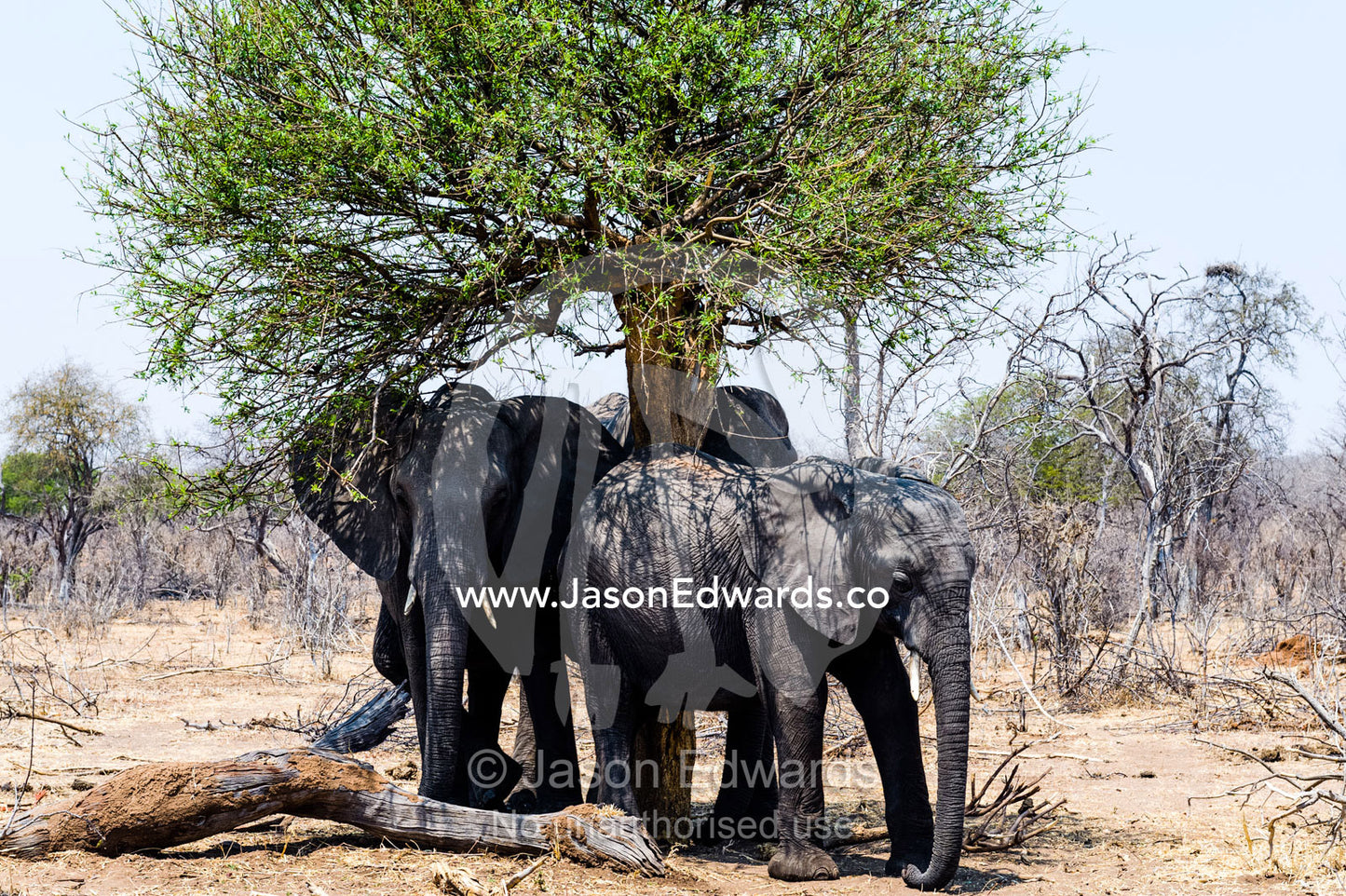 African Elephants shelter from the scorching sun under a trees shade. Chobe River, Chobe National Park, Botswana.