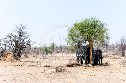 African Elephants shelter from the scorching sun under a trees shade. Chobe River, Chobe National Park, Botswana.