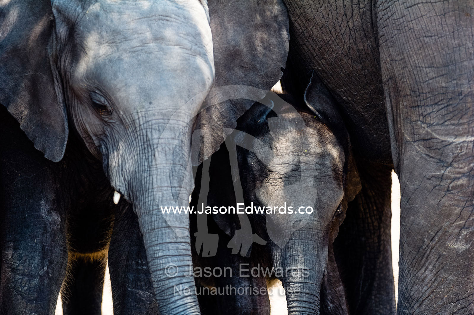 African Elephants shelter a calf from the heat in the shade of a tree. Chobe River, Chobe National Park, Botswana.