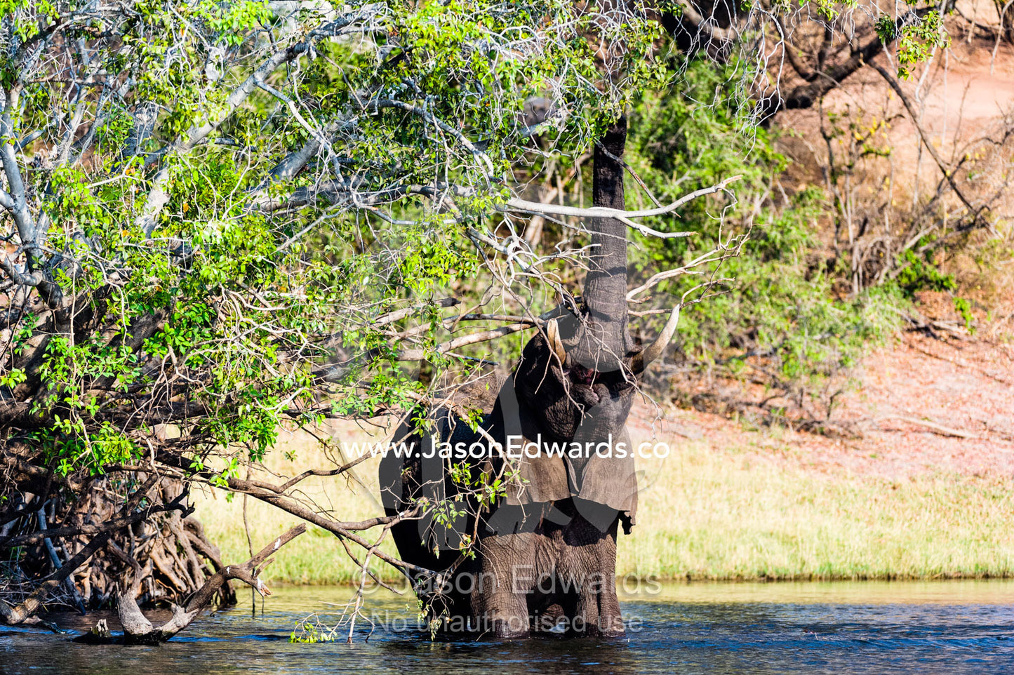 An African Elephant wades into a wetland to feed on a tree canopy. Chobe River, Chobe National Park, Botswana.