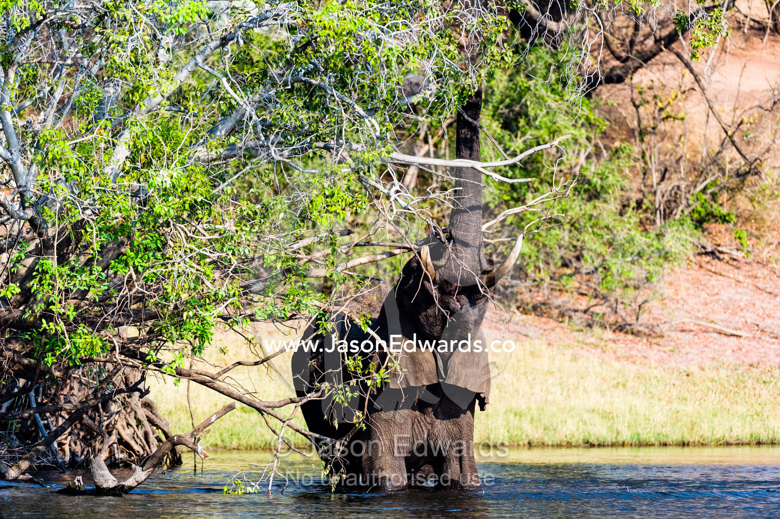 An African Elephant wades into a wetland to feed on a tree canopy. Chobe River, Chobe National Park, Botswana.