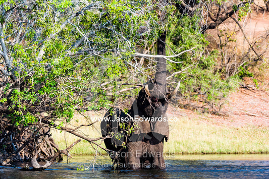 An African Elephant wades into a wetland to feed on a tree canopy. Chobe River, Chobe National Park, Botswana.