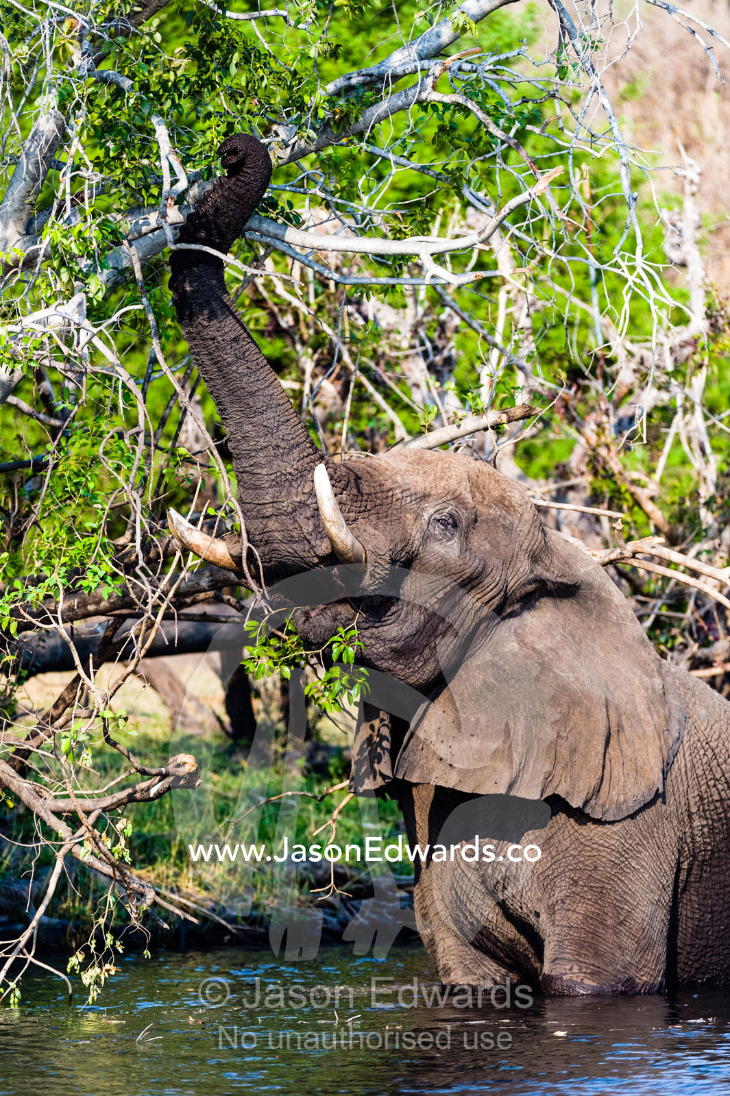 An African Elephant wades into a wetland to feed on a tree canopy. Chobe River, Chobe National Park, Botswana.