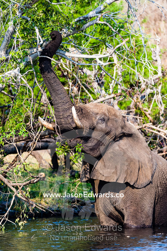 An African Elephant wades into a wetland to feed on a tree canopy. Chobe River, Chobe National Park, Botswana.